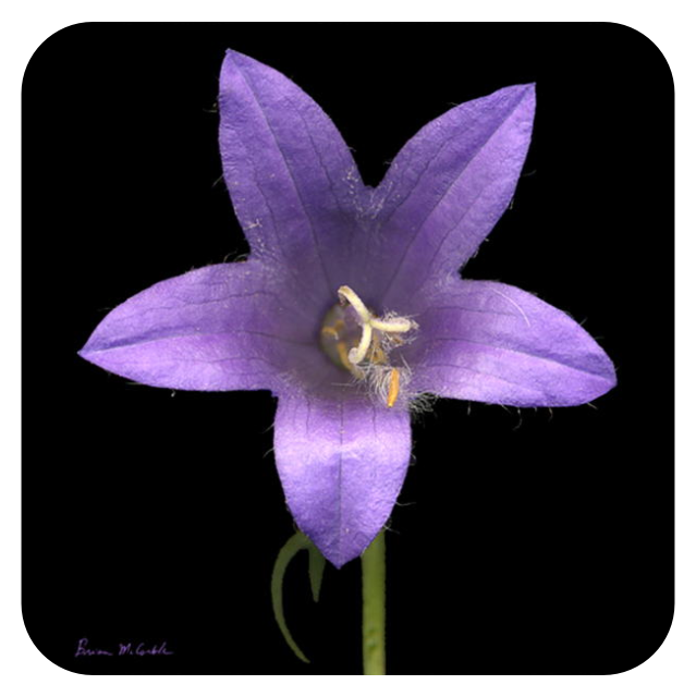 (image for) Bellflower